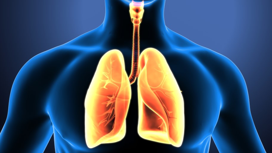 Lungs image used for Treatable Traits TADIS brand graphics